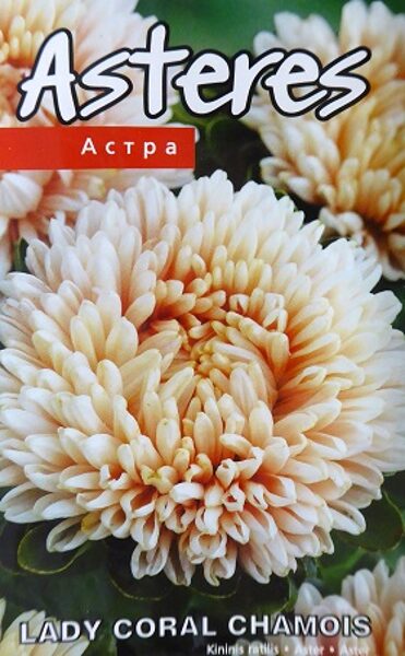 Asteres ķīnas Lady Coral Chamois 0.2 g Kurzemes Sēklas