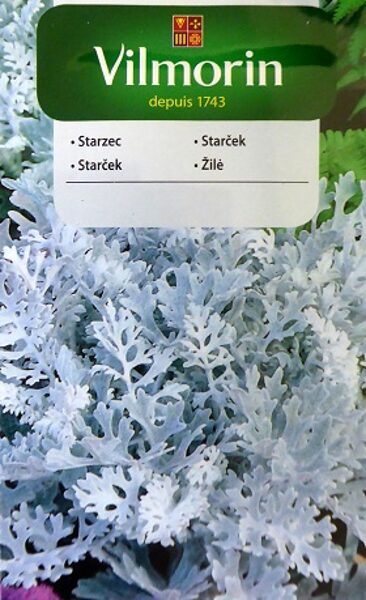 Sudrablapu cinerārija 300 mg Vilmorin