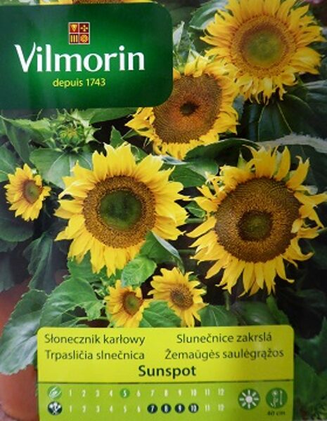 Saulespuķes zemās SUNSPOT 1 g Vilmorin