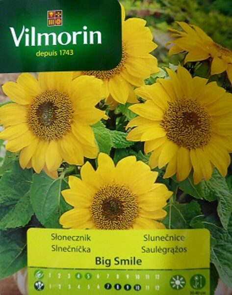 Saulespuķes zemās Big Smile 500 mg Vilmorin