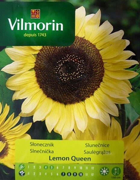Saulespuķes Lemon Queen 500 mg Vilmorin
