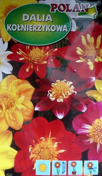 Daudzkrāsu dālija Colloratte Dandy 2 g Polan