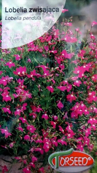 Nokarenā lobēlija sarkana 0.2 g Torseed