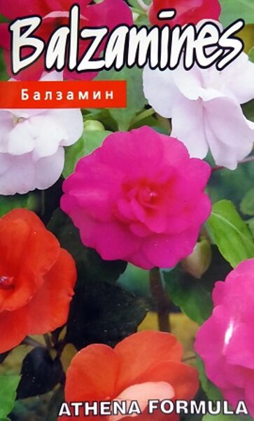 Vallera balzamīnes Athena Formula 5 gab Kurzemes sēklas