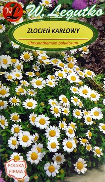 Purvāju krizantēma Złocień karłowy 0.2 g W.Legutko