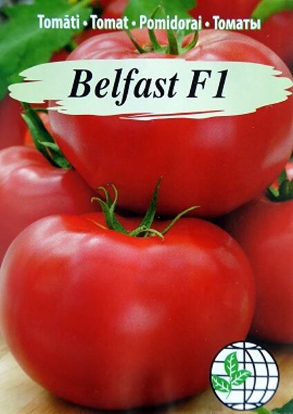 Tomāti BELFAST F1 7 gab Agrimatco