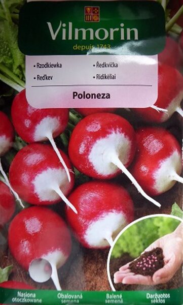  Redīsi Poloneza 300 gran Vilmorin