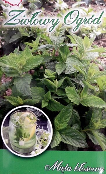  Krūzmētra 0.1 g W.Legutko