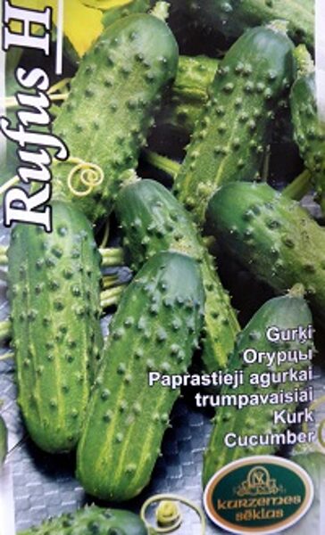 Gurķi RUFUS H 1 g Kurzemes Sēklas A.P.