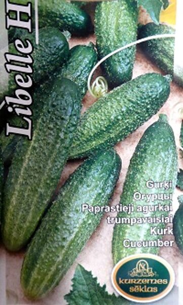 Īsaugļu gurķi LIBELLE H 1 g Kurzemes Sēklas