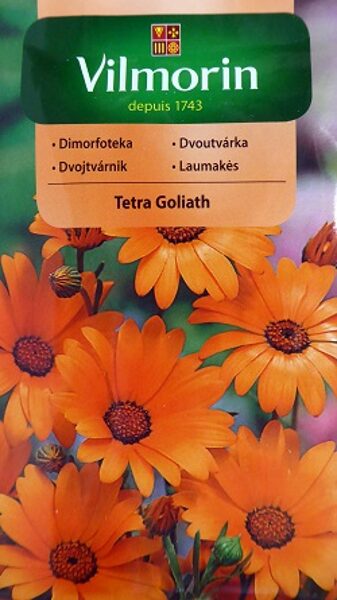 Dimorfotēka Tetra Goliath 1 g Vilmorin A.P.