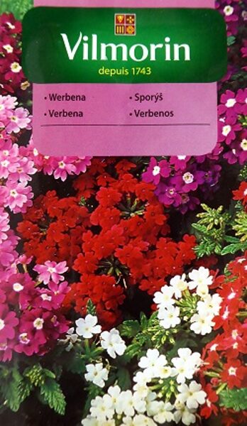 Hibrīdā verbēna MIX 0.5 g Vilmorin