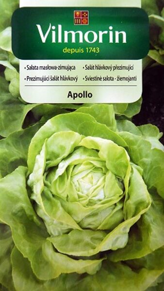 Salāti galviņu APOLLO 1 g Vilmorin