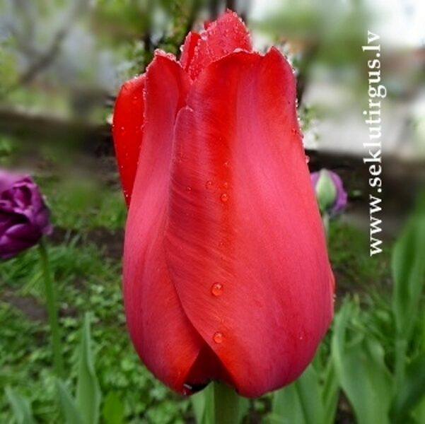 Tulpe Darvina hibrīds Red Impression 5 gab