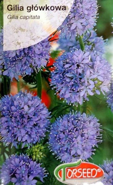 Galvainā Gilija 1 g Torseed A.P.