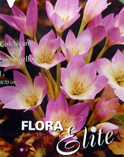 Bornmillera vēlziede 1 gab Flora Elite Holande