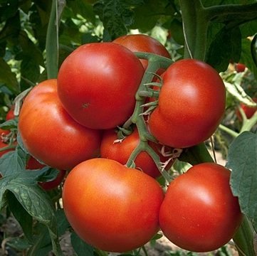 Tomāti PANEKRA F1 5 gab Syngenta