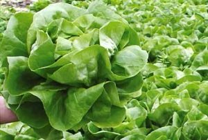 Salāti sviesta PANUKIA  20 gran Syngenta 