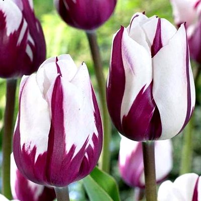 Tulpe triumfa Flaming Flag 5 gab