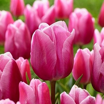 Tulpe agrā vienk.z. Aafke 5 gab