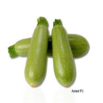 Kabači AZIAD F1 40 gab Sakata