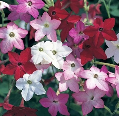 Sandera puķutabaka PERFUME F1 MIX 25 gab Muller Seed