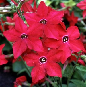 Sandera puķutabaka PERFUME F1 RED 25 gab Graines Voltz