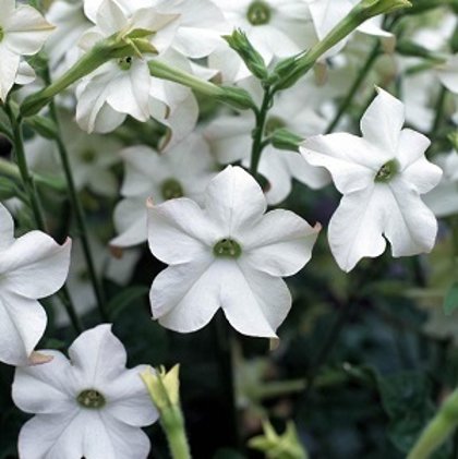 Sandera puķutabaka PERFUME F1 WHITE 25 gab Graines Voltz