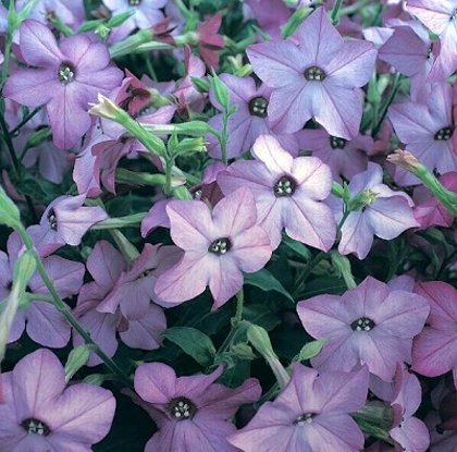 Sandera puķutabaka PERFUME F1 BLUE 25 gab Graines Voltz