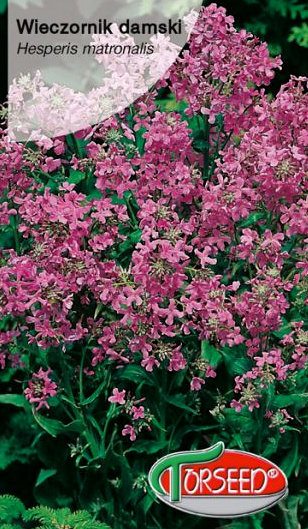 Vakarene smaržīgā (Wieczornik damski) violeta 1 g Torseed