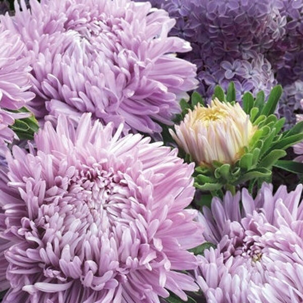 Asteres ķīnas Balloon Lavender 30 gab Satimex