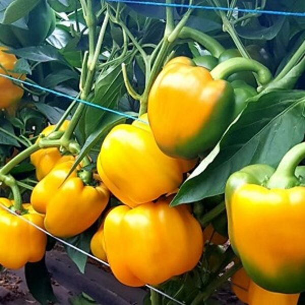 Paprika Morfeo F1  5 gab Clause