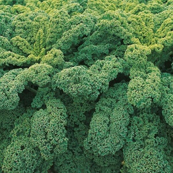 Lapu kāposti Winterbor F1  60 gab Bejo