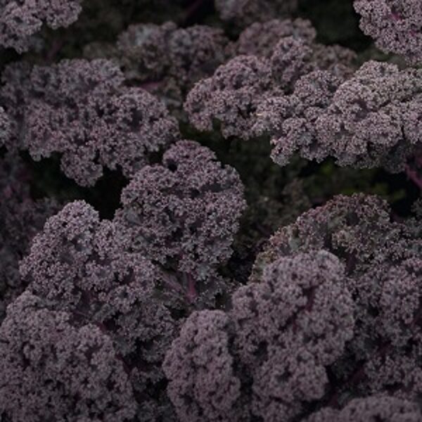 Lapu kāposti Redbor F1 60 gab Bejo