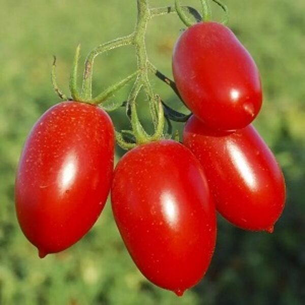 Tomāti SANMINO F1 15 gab Syngenta