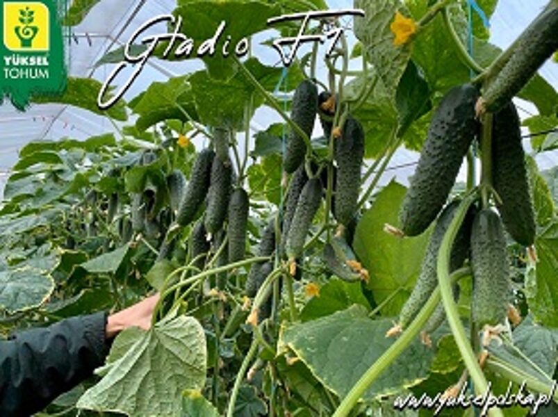 Gurķi GLADIO F1 30 gab Yuksel Tohum