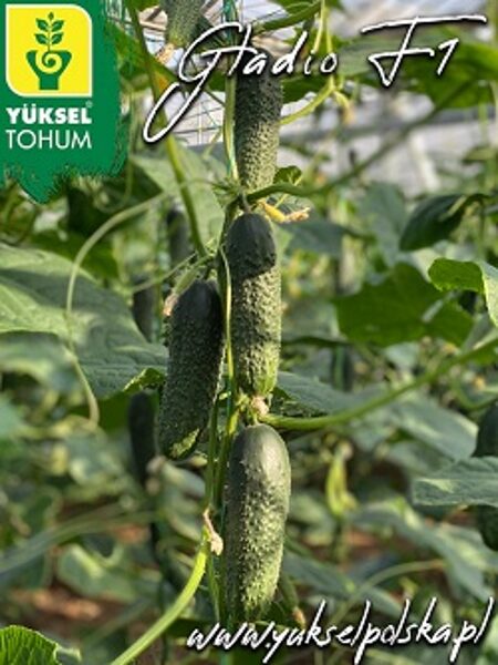 Gurķi GLADIO F1 30 gab Yuksel Tohum