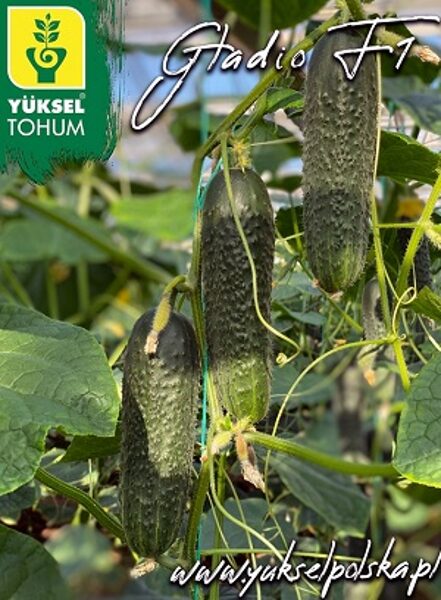 Gurķi GLADIO F1 10 gab Yuksel Tohum