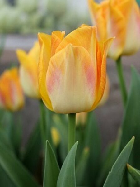 Tulpe triumfa Golden Dynasty 5 gab