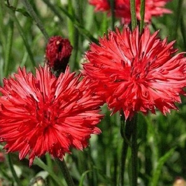 Rudzupuķes Ball Red  50 g Muller