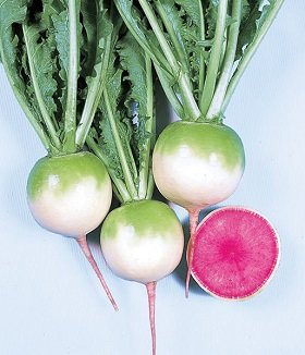 Redīsi (japāņu redīsi) Red Meat 2 g Takii Seed