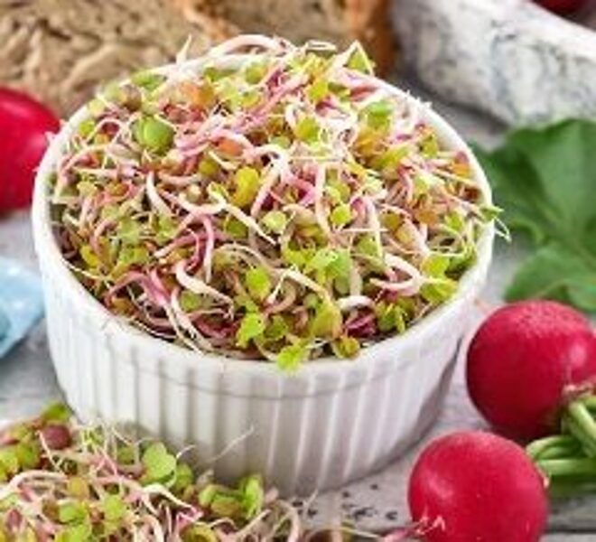 Redīsu sēklas diedzēšanai 100 g W.Legutko