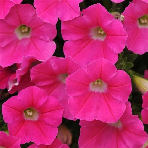 Petūnija Shock Wave Rose F1 5 gab Muller Seed