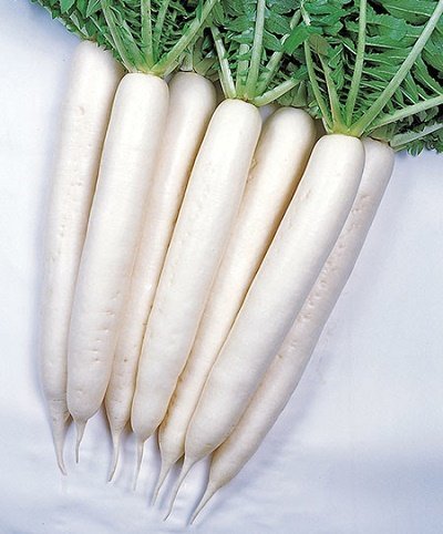 Redīsi MINOWASE SUMMER CROSS F1  90 gab Takii Seed