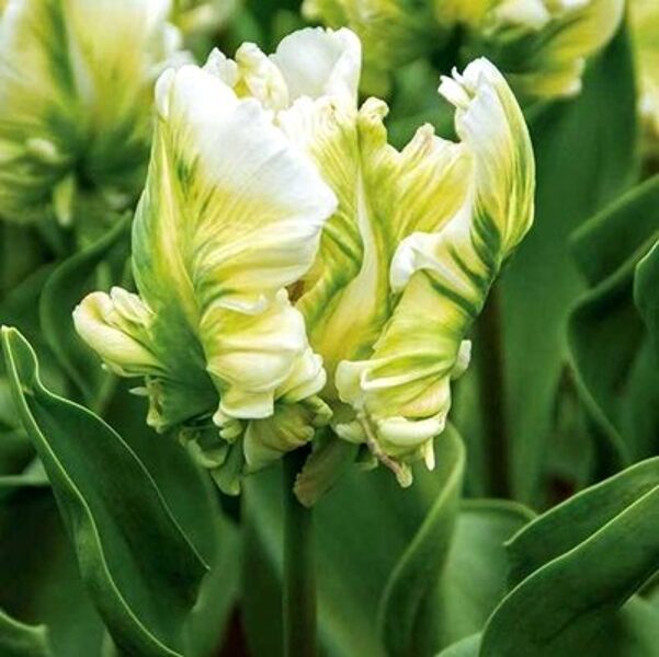 Tulpe papagaiļveida Super Parrot 5 gab 