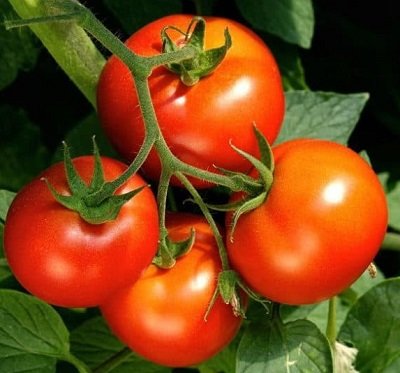 Tomāti NEMO-NETTA (MALIBU) F1 5 gab DAP