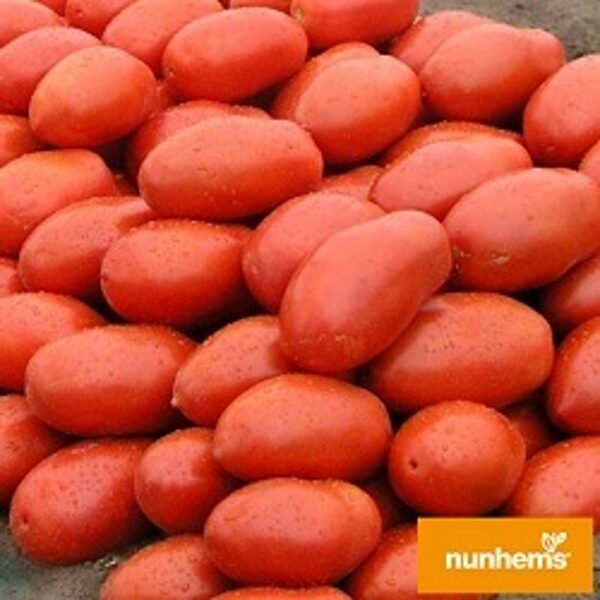 Tomāti INCAS F1 30 gab Nunhems