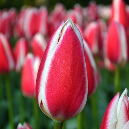 Tulpe Darvina hibrīds Candy Apple Delight 5 gab 