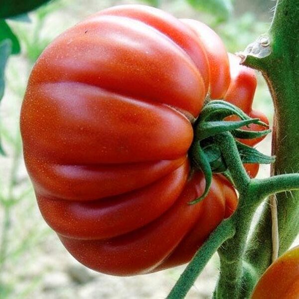 Tomāti VOLUPTUOSO F1 15 gab Clause
