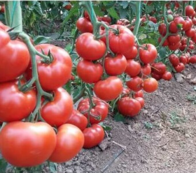 TOMĀTI WRESTLER  F1 5 gab Semenis